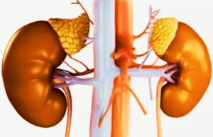 La Nefropatía Diabética