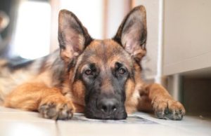 Fumar también los pone en riesgo: protege la salud de tus mascotas