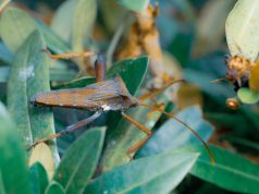 Día Mundial de las Enfermedades Tropicales Desatendidas – 30 de enero